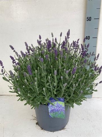 lavande - lavandula