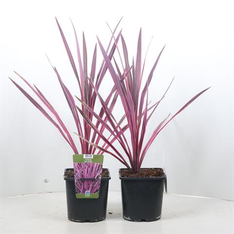 cordyline indivisa