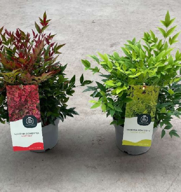 Nandina