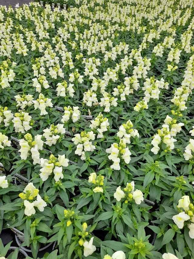 Antirrhinum-muflier
