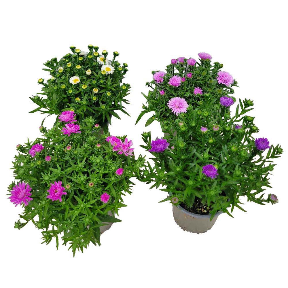 Aster novi-belgii