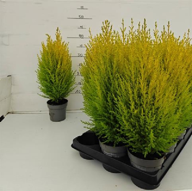 Cupressus