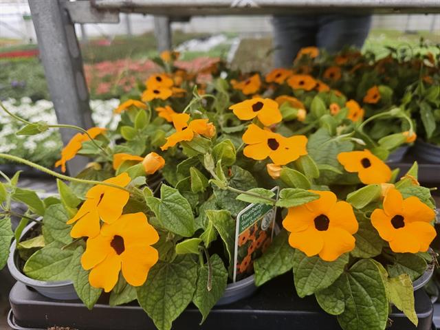 Thunbergia
