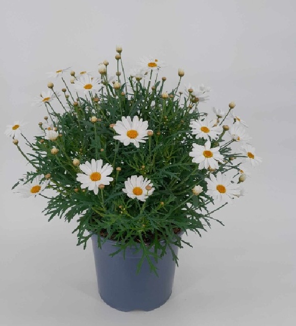 anthemis