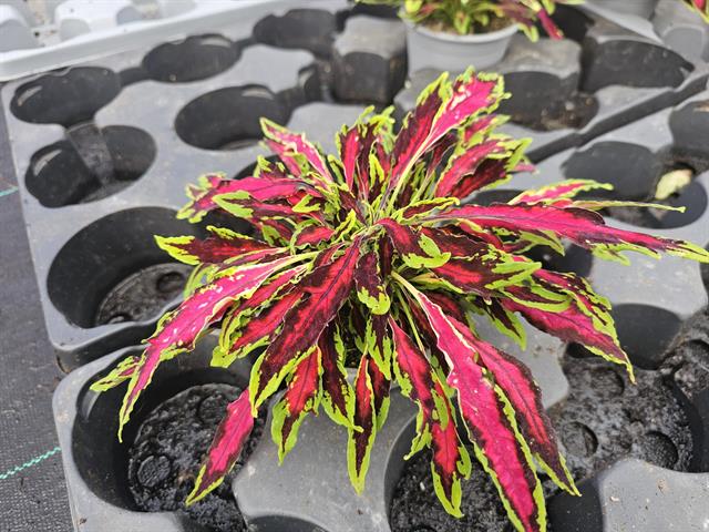 coleus