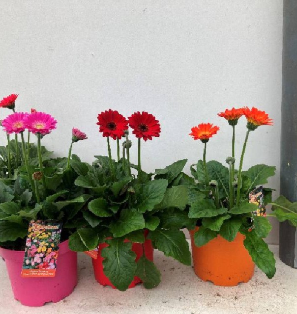 gerbera