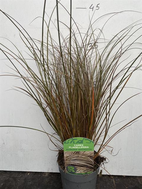 Carex