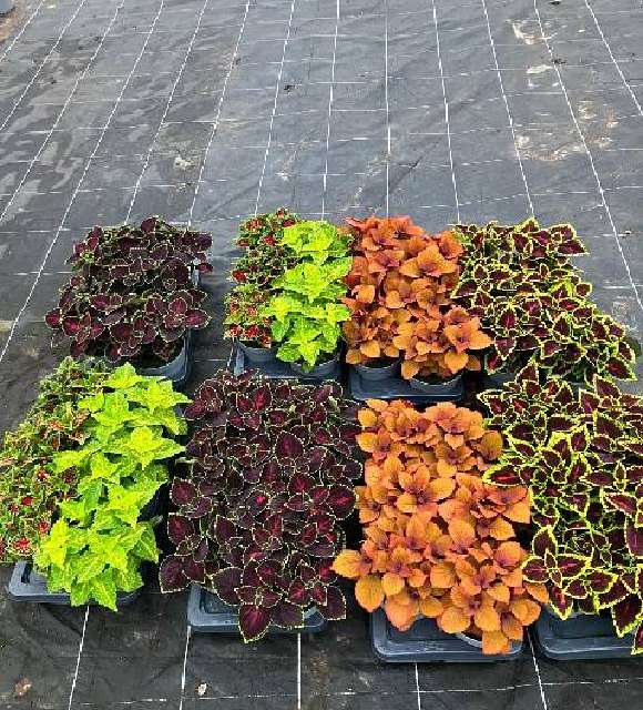 coleus