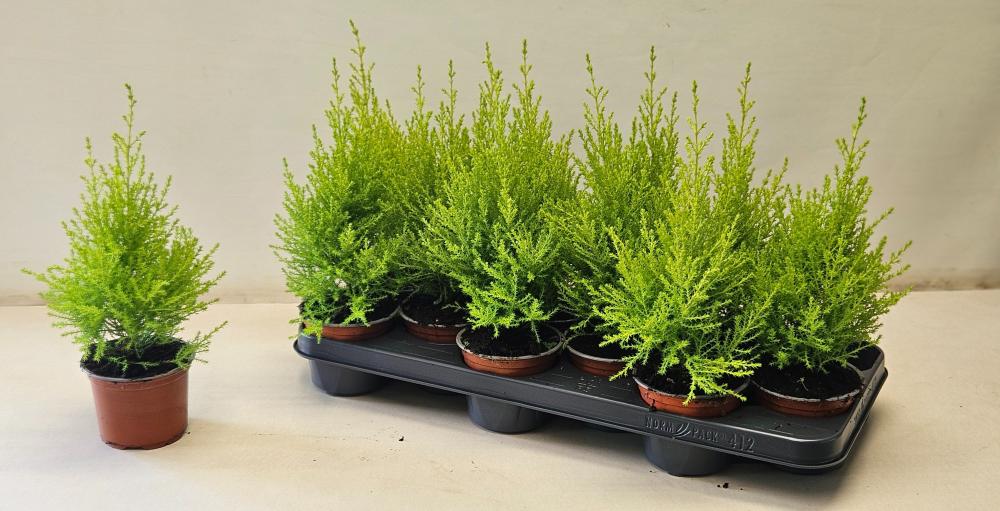 cupressus