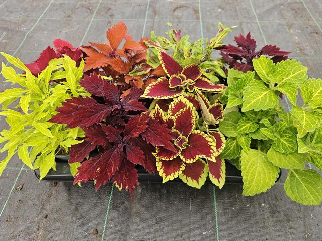 coleus