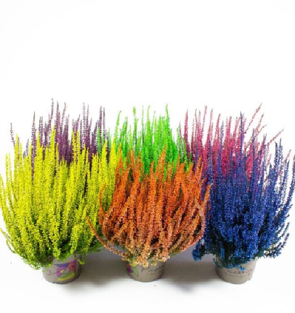Calluna teintee