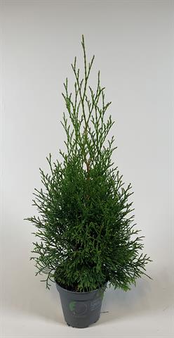 Thuja
