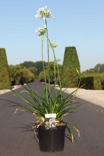 agapanthus