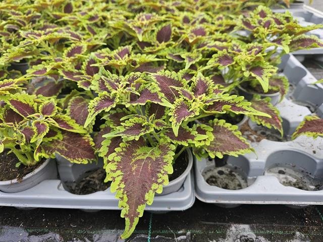 coleus