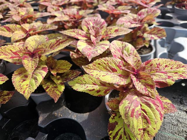 coleus