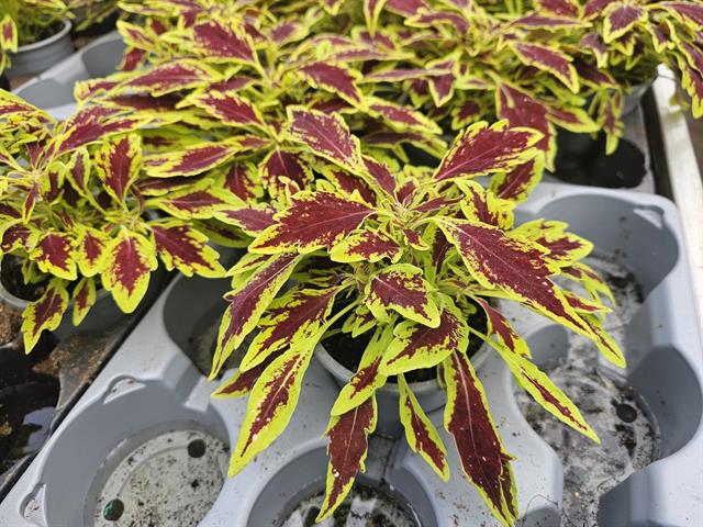 coleus