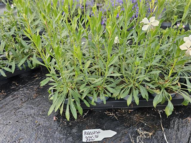 Gaura