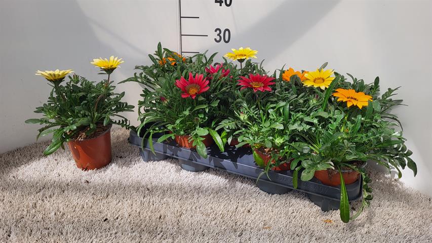Gazania