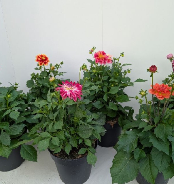 dahlia