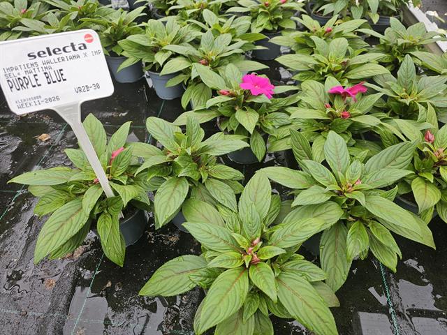 Impatiens new-guinea