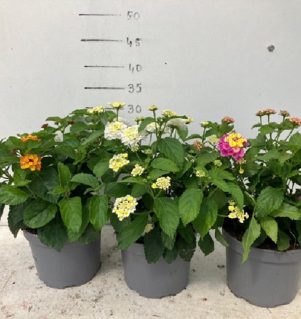 lantana