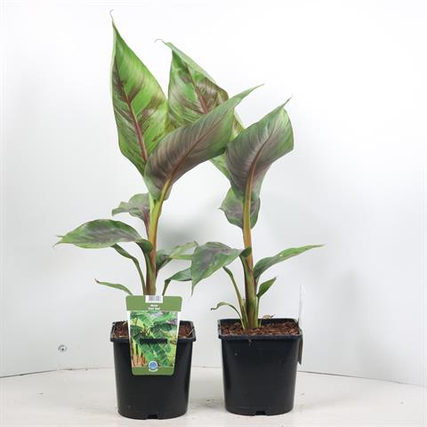 musa