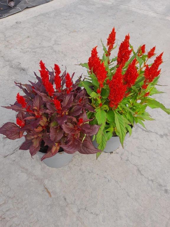 celosia