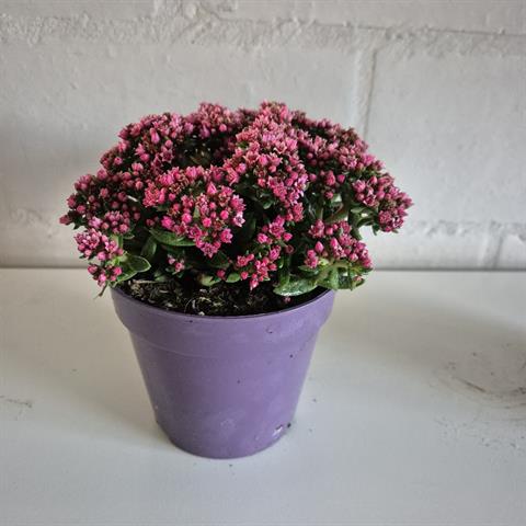 Crassula