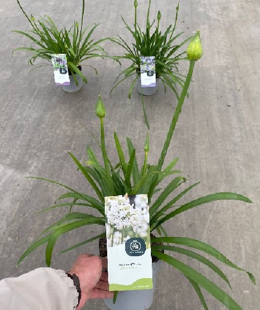 Agapanthus
