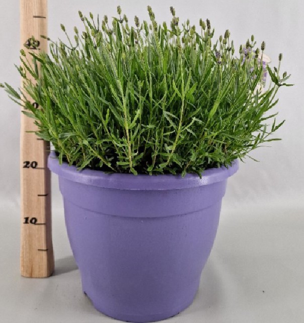 lavande - lavandula