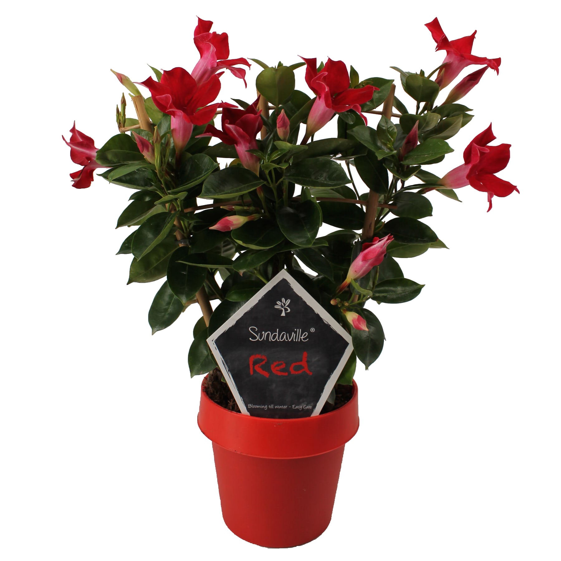mandevilla-dipladenia