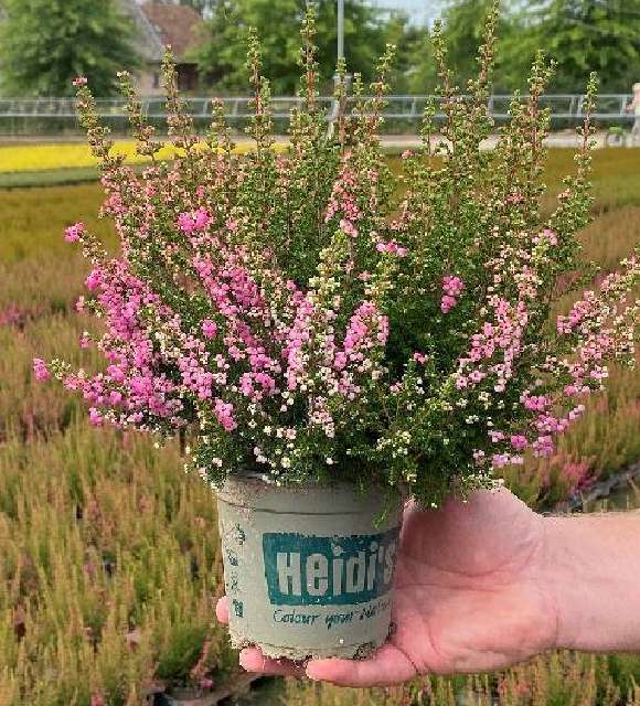 Erica gracilis
