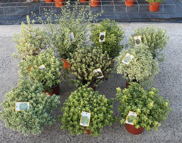 Pittosporum