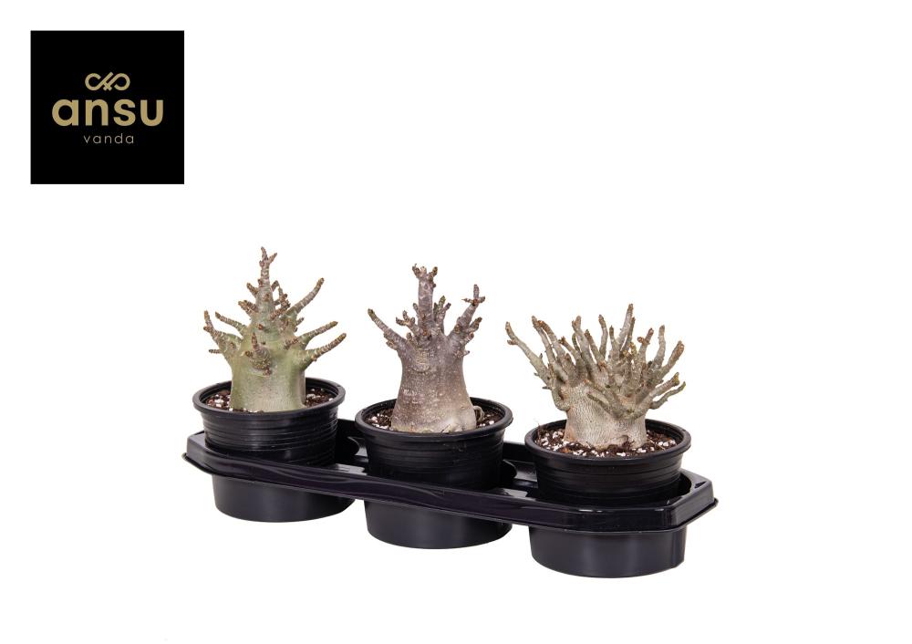 cactées succulentes