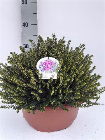 Erica darleyensis