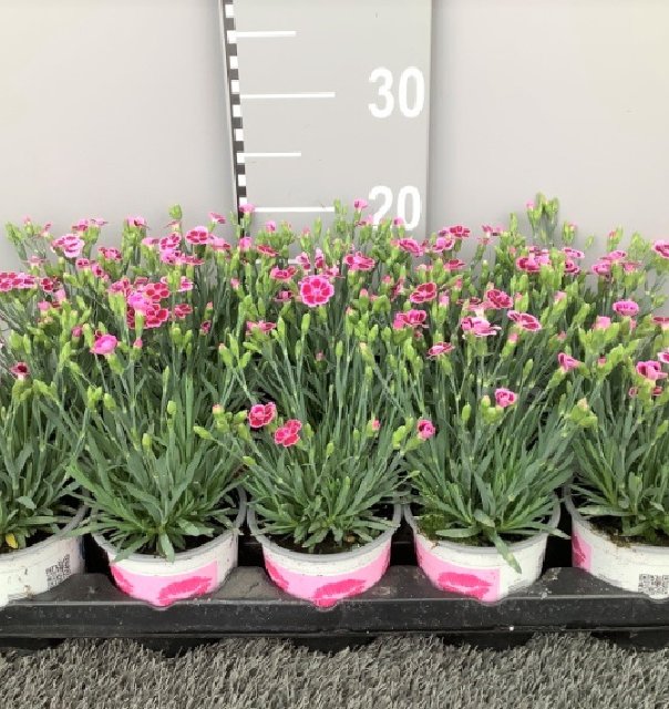 Dianthus