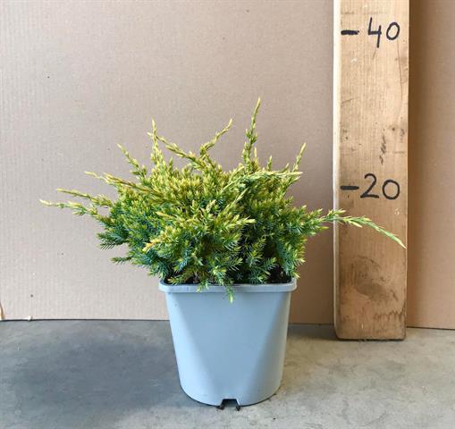 Juniperus