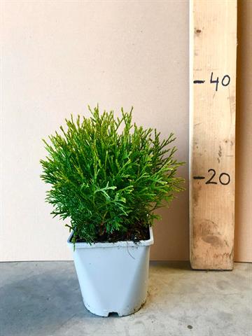 Thuja