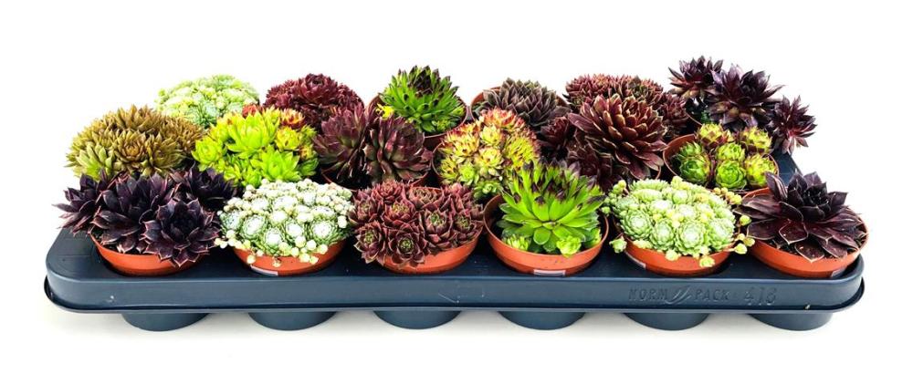 Sempervivum