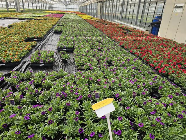Calibrachoa