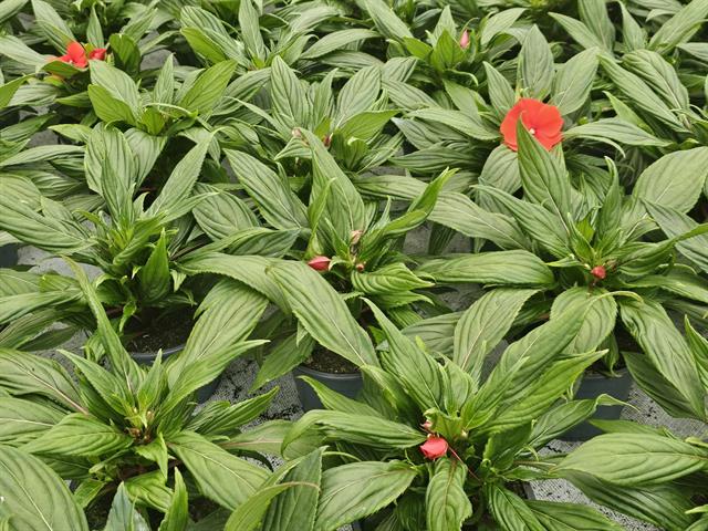 Impatiens new-guinea
