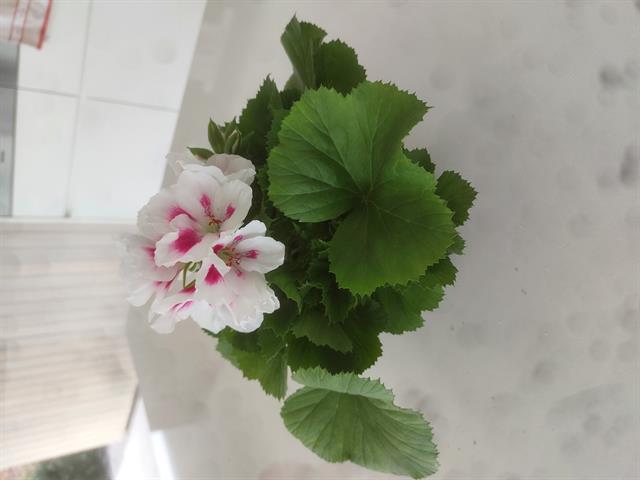 Pelargonium