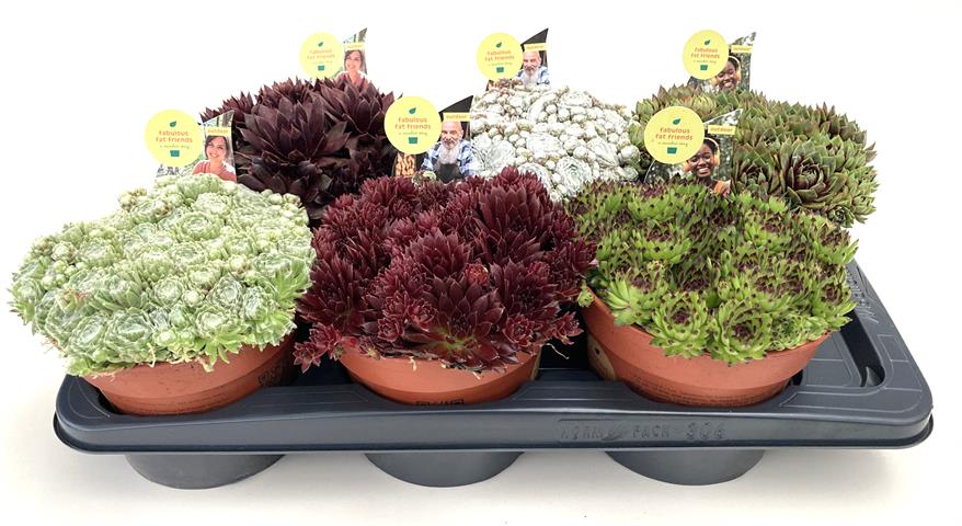 Sempervivum