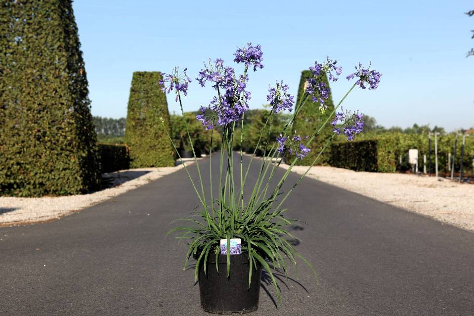 agapanthus