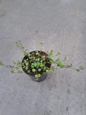 Muehlenbeckia