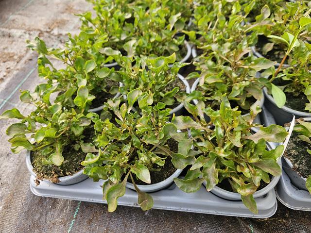 Alternanthera
