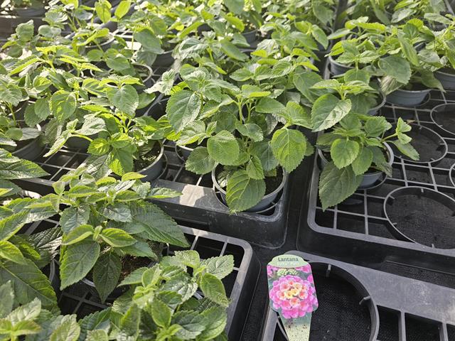 Lantana