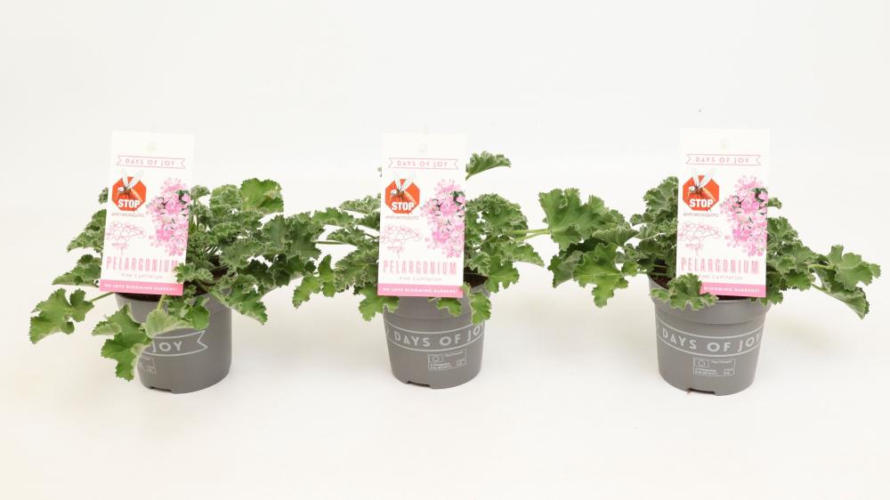 pelargonium odorant