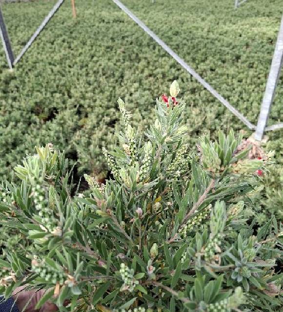 Callistemon