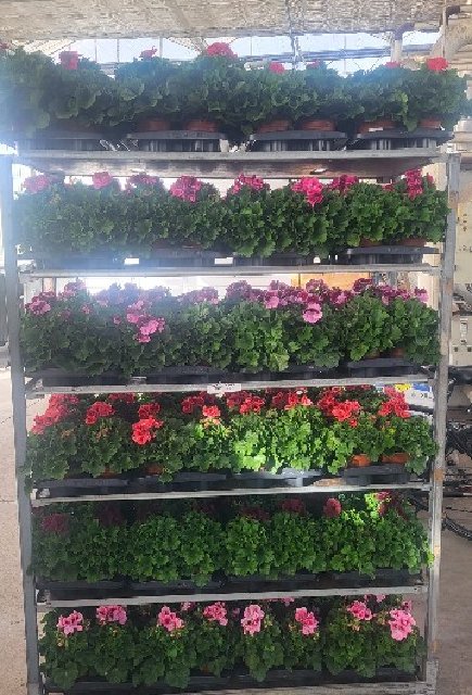 Pelargonium